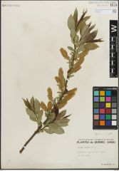Foto von Salix lucida Muhl.